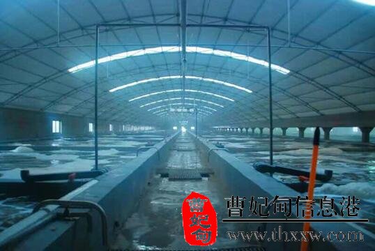 科技创新养殖模式 冬日吃到鲜活对虾